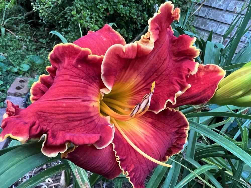 Photo of Daylily (Hemerocallis 'Spacecoast Francis Busby') uploaded by Pat236