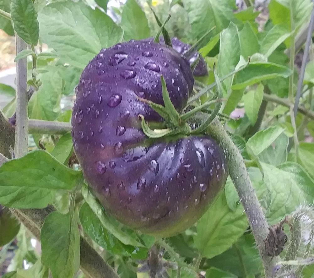 Photo of Tomato (Solanum lycopersicum 'Black Beauty') uploaded by TomatoNut95