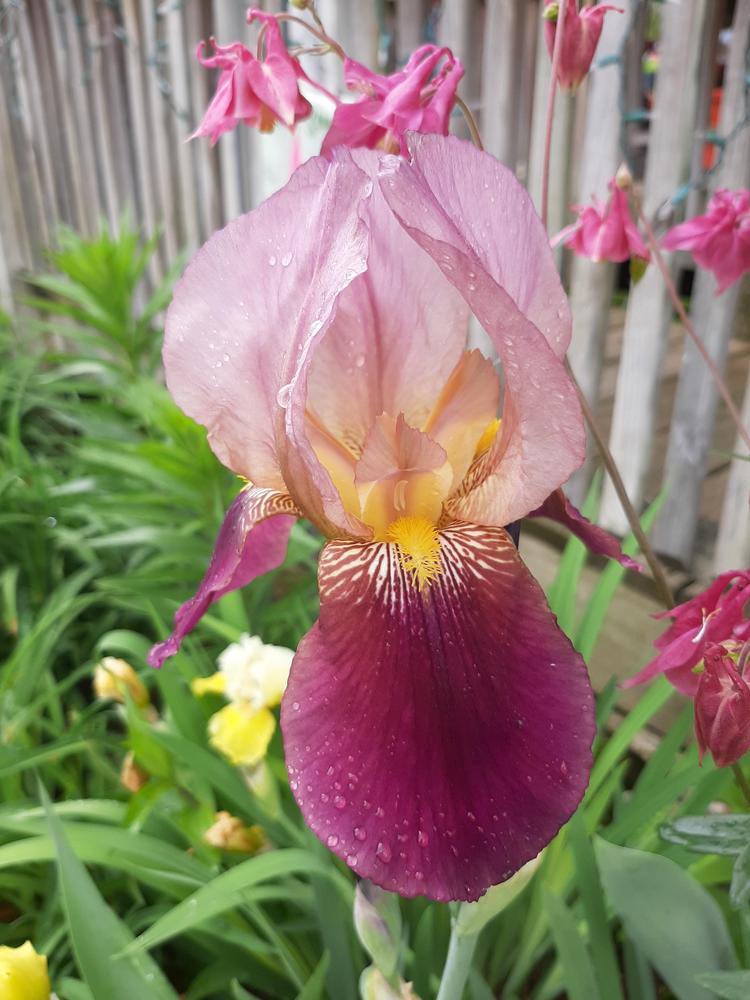 Photo of Tall Bearded Iris (Iris 'Indian Chief') uploaded by pixie62560