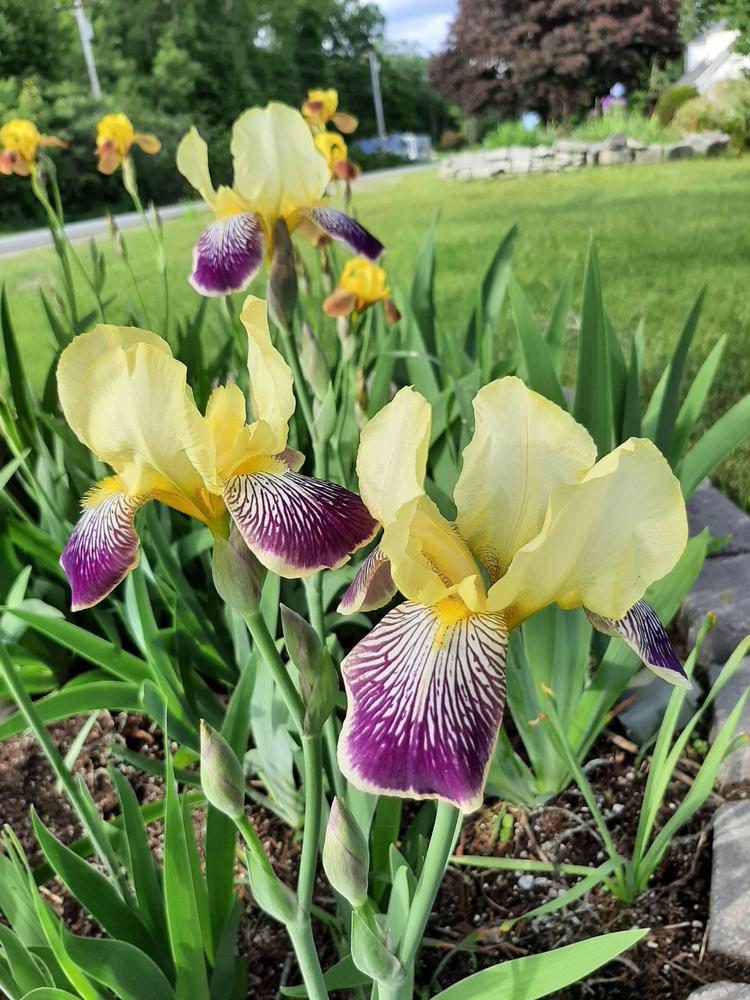Photo of Intermediate Bearded Iris (Iris 'Loreley') uploaded by pixie62560