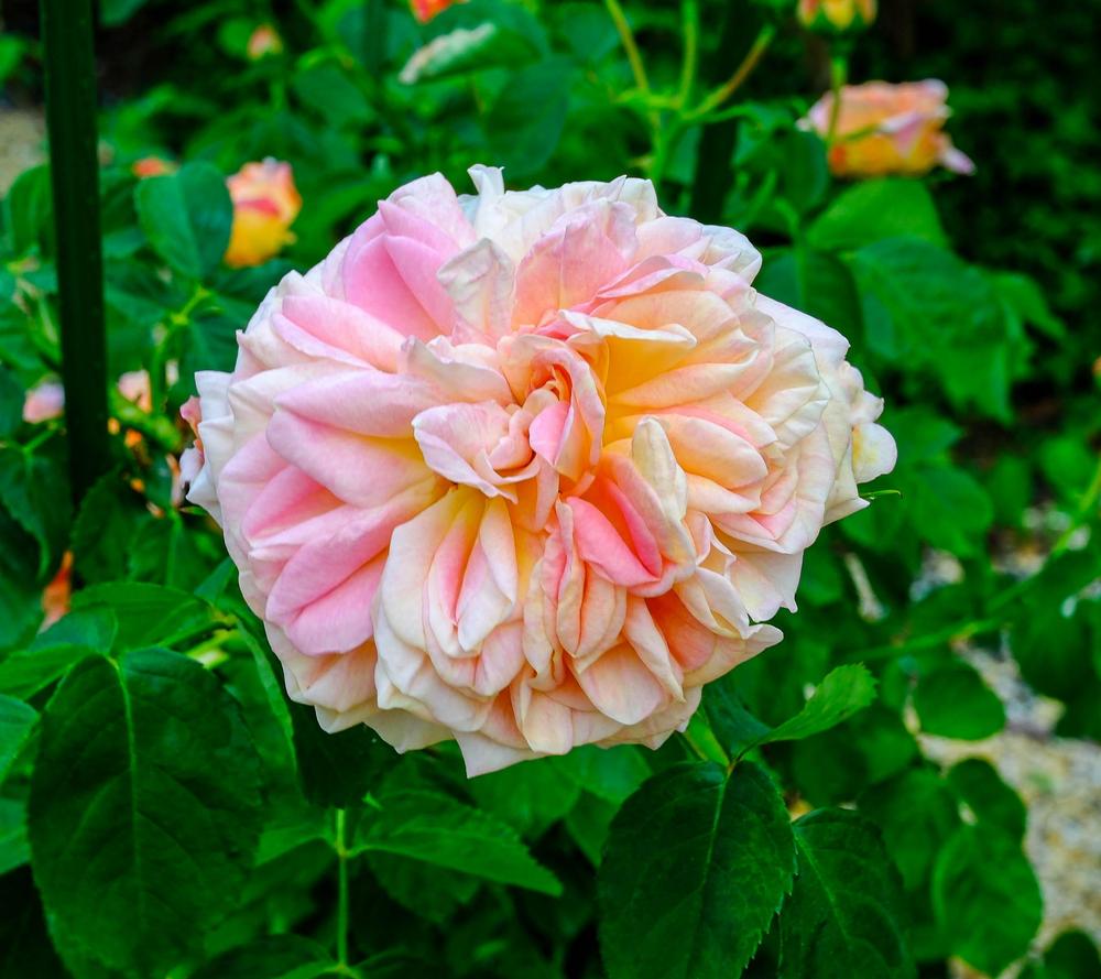 Photo of Rose (Rosa 'Alchymist') uploaded by AnnKNCalif