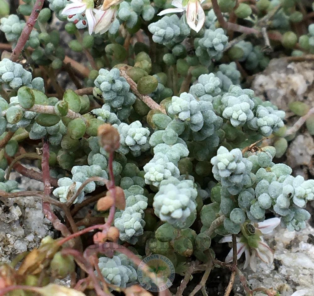 Photo of Sedum (Sedum brevifolium) uploaded by BlueOddish
