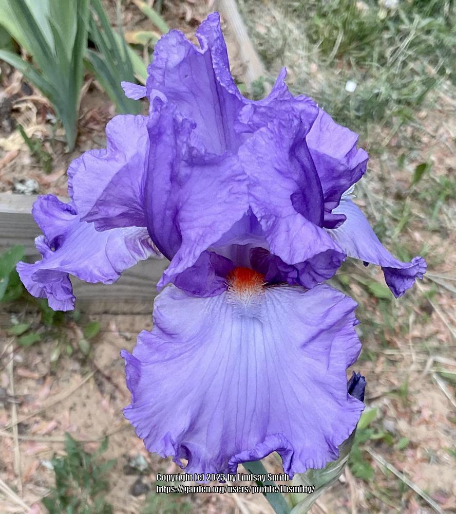 Photo of Tall Bearded Iris (Iris 'Chapel Bells') uploaded by Lbsmitty