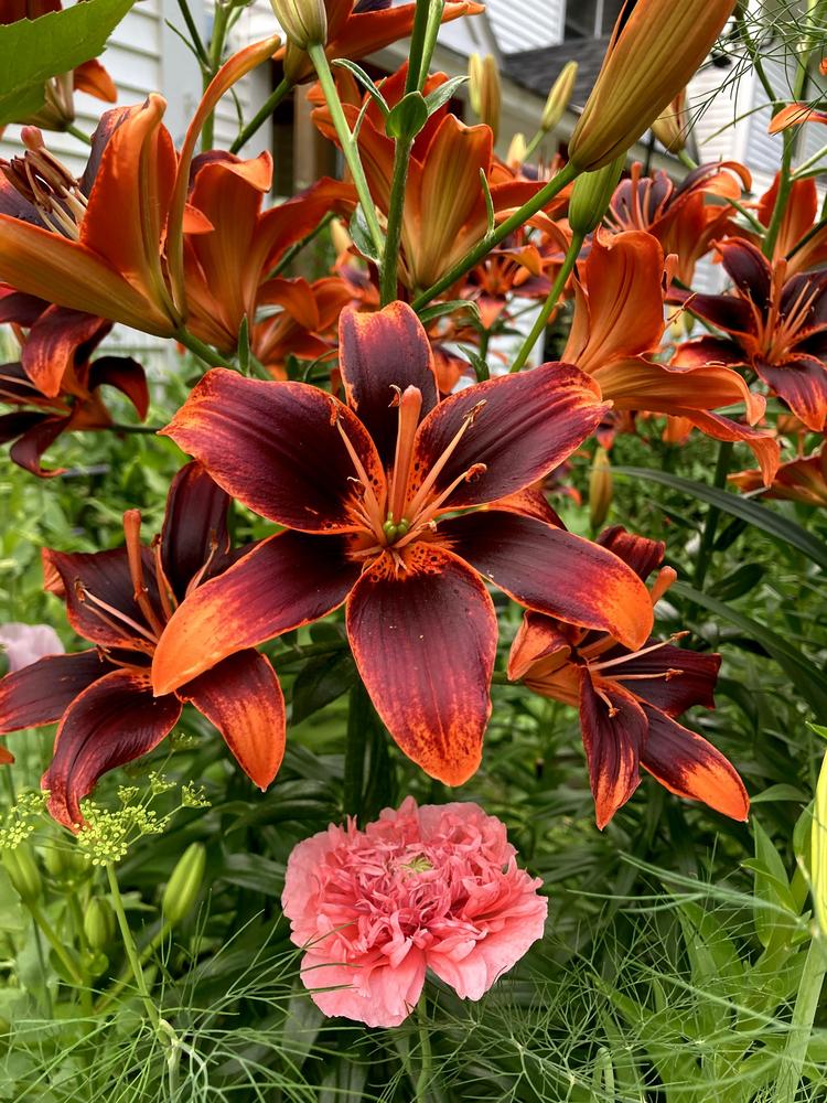 Photo of Asiatic Lily (Lilium 'Forever Susan') uploaded by PoppyLady420