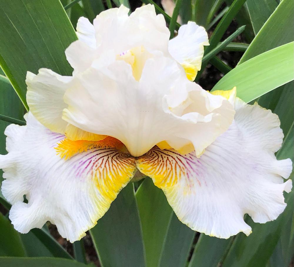 Photo of Tall Bearded Iris (Iris 'Goldkist') uploaded by SnowyEgret
