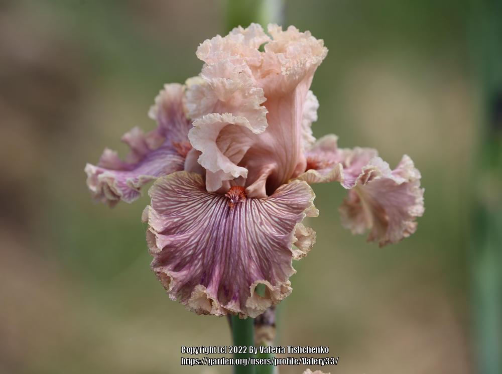 Photo of Tall Bearded Iris (Iris 'Ballroom Belle') uploaded by Valery33