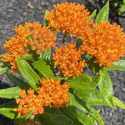 Location: Willow Valley Communities Lakes Campus,Willow Street, Pennsylvania
Date: 2023-06-10
Butterfly Milkweed (Asclepias tuberosa)
