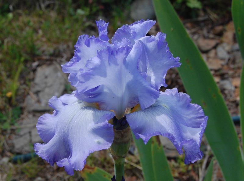 Photo of Tall Bearded Iris (Iris 'Cloud Ballet') uploaded by pixie62560