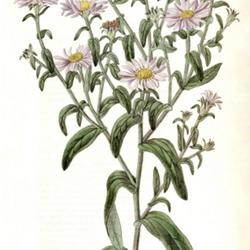 
Date: c. 1833
illustration [as Aster adulterinus] by Miss Drake from 'Edwards's