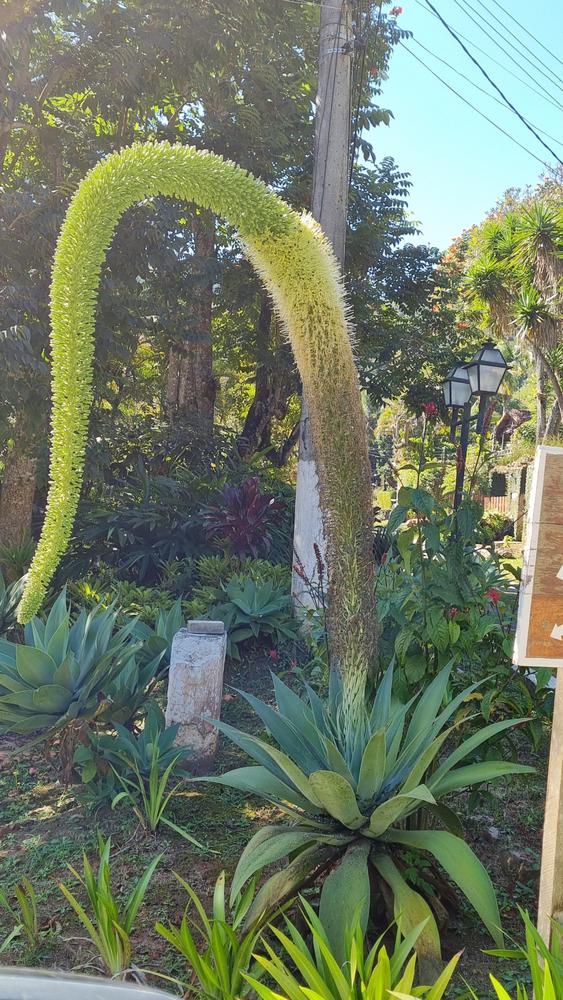 Photo of Foxtail Agave (Agave attenuata) uploaded by EpisciaLady