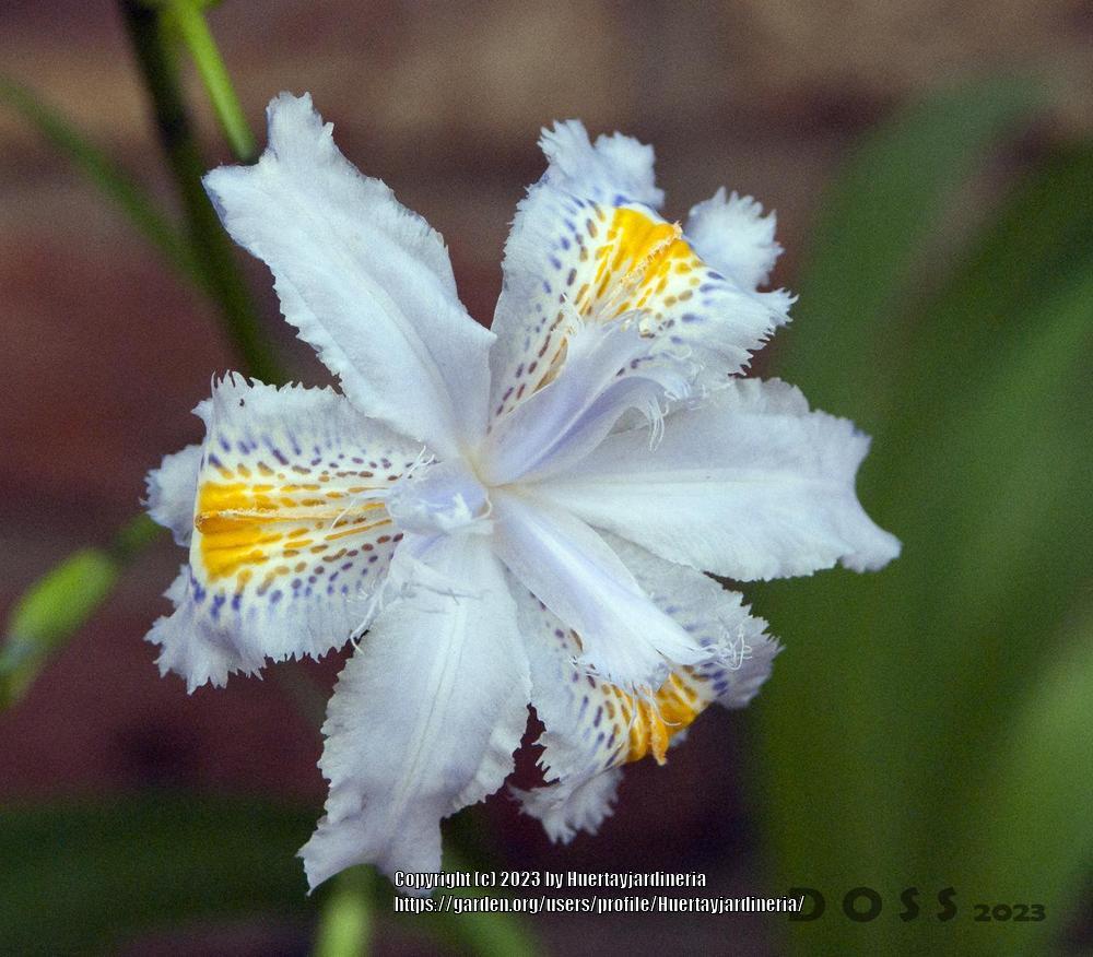 Photo of Species Iris (Iris japonica) uploaded by Huertayjardineria
