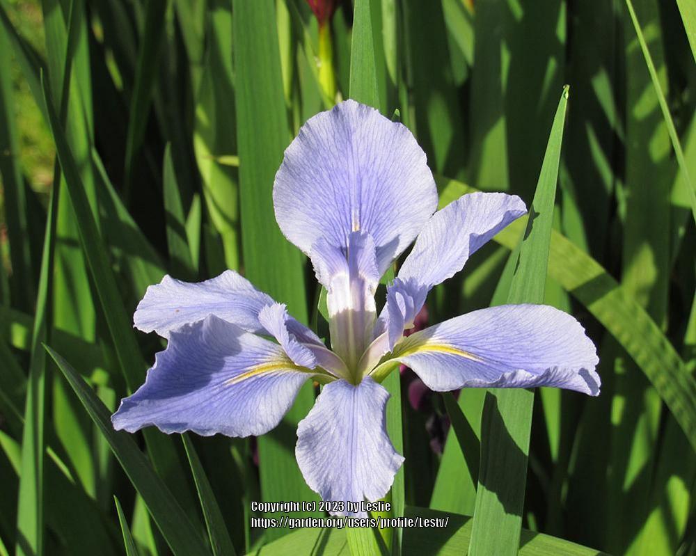 Photo of Louisiana Iris (Iris 'Sea Wisp') uploaded by Lestv