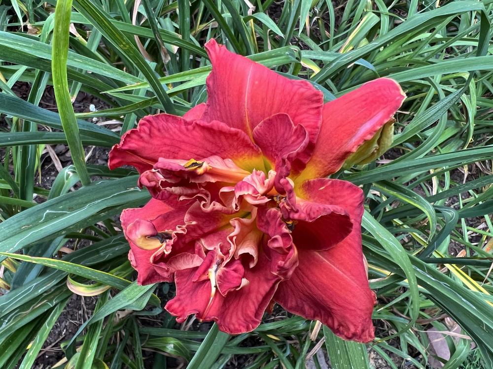 Photo of Daylily (Hemerocallis 'A Legacy from the Heart') uploaded by Pat236