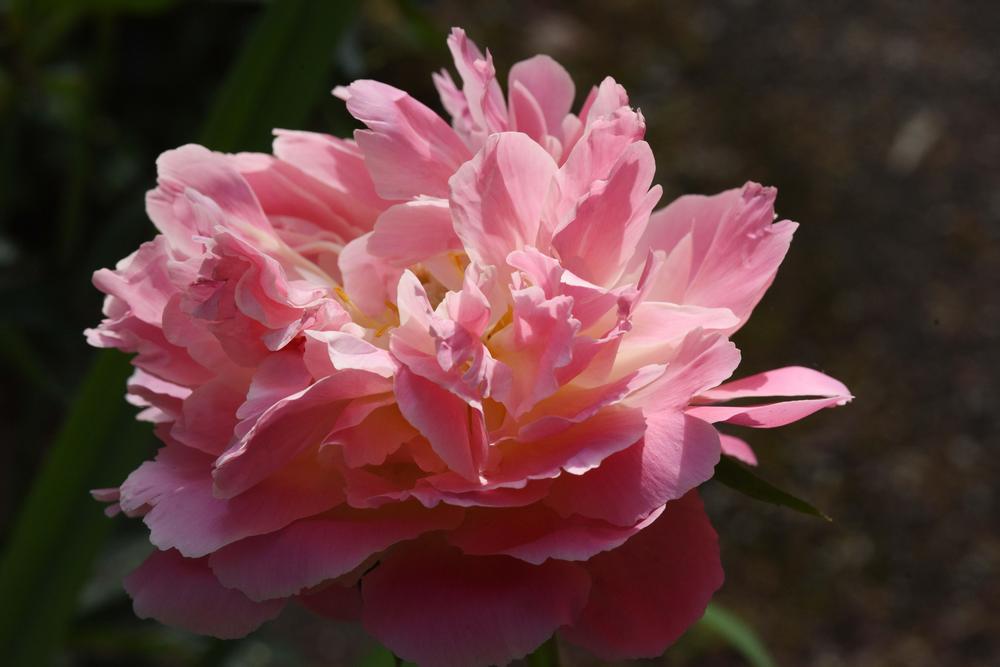 Photo of Peony (Paeonia 'Pink Hawaiian Coral') uploaded by cliftoncat