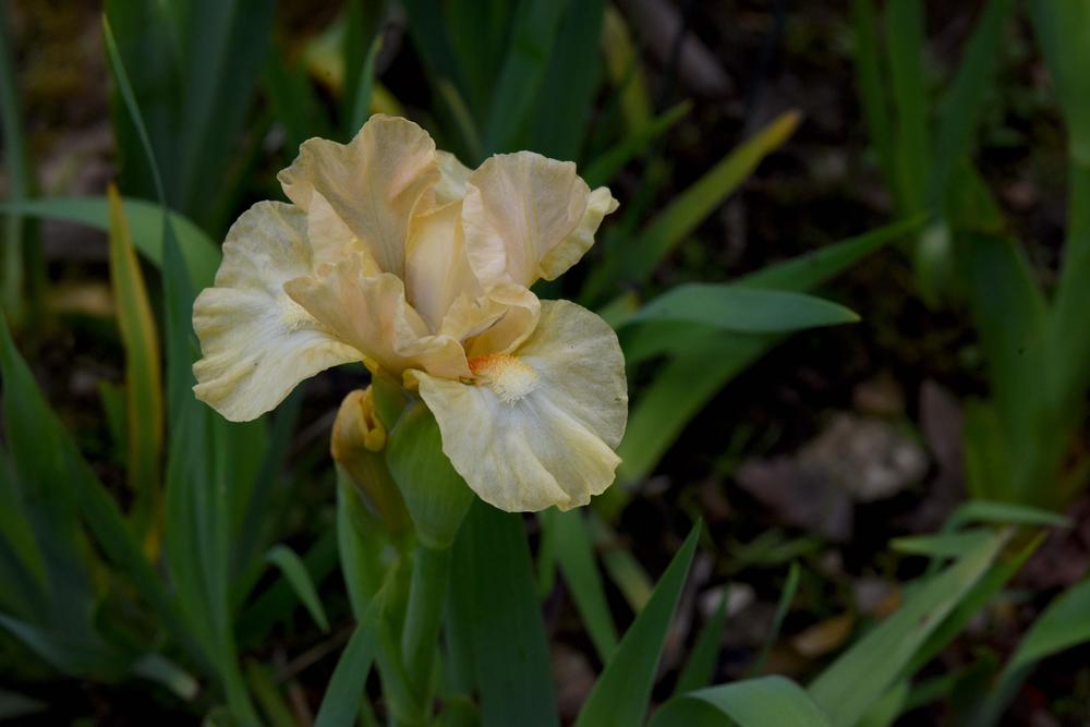 Photo of Standard Dwarf Bearded Iris (Iris 'Naples Syrup') uploaded by cliftoncat
