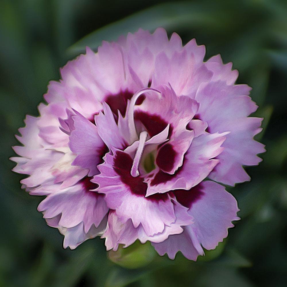 Photo of Pinks (Dianthus Scent First® Raspberry Surprise) uploaded by dreamzzz