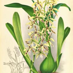 
Date: c. 1889
illustration [as Epidendrum prismatocarpum] from volume 5 of 'Lin