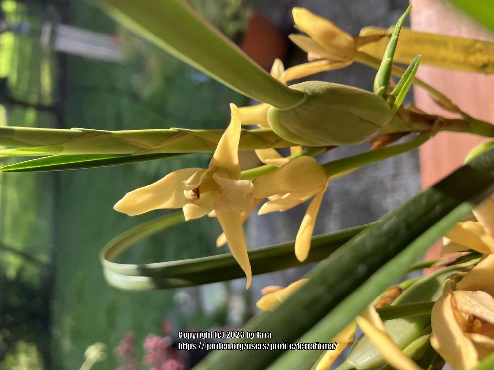 Photo of Coconut Orchid (Maxillaria tenuifolia 'Yamada') uploaded by terrafirma