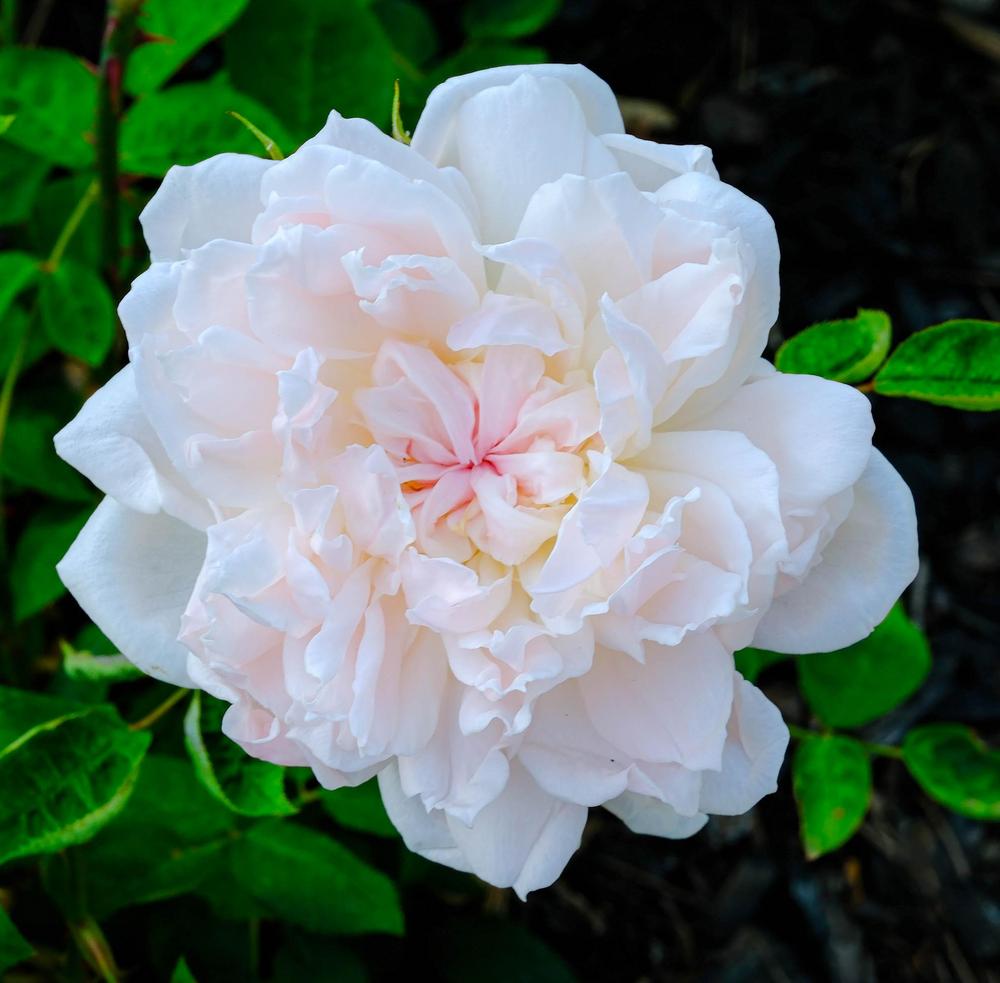 Photo of Rose (Rosa 'Eglantyne') uploaded by AnnKNCalif