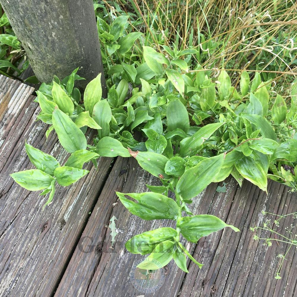 Photo of Inch Plant (Tradescantia fluminensis) uploaded by BlueOddish