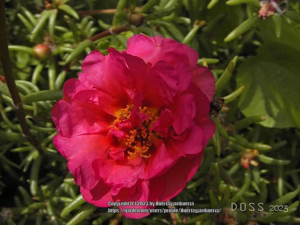 Photo of Moss Rose (Portulaca grandiflora) uploaded by Huertayjardineria
