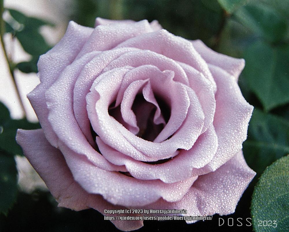 Photo of Rose (Rosa 'Blue Moon') uploaded by Huertayjardineria