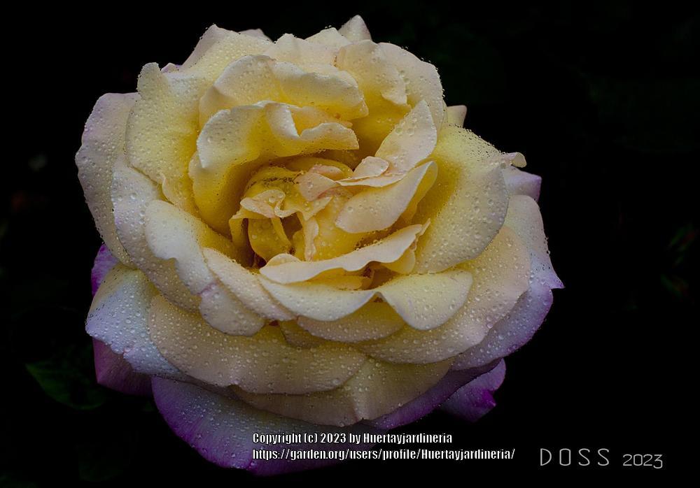 Photo of Hybrid Tea Rose (Rosa 'Peace') uploaded by Huertayjardineria