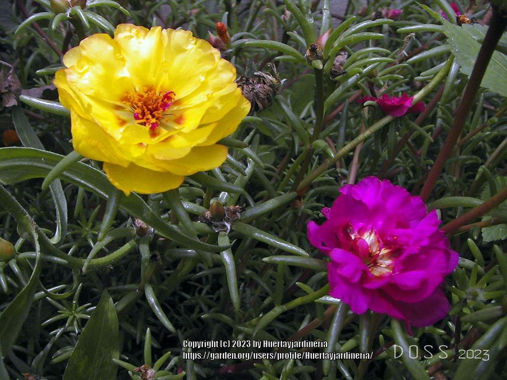 Photo of Moss Rose (Portulaca grandiflora) uploaded by Huertayjardineria