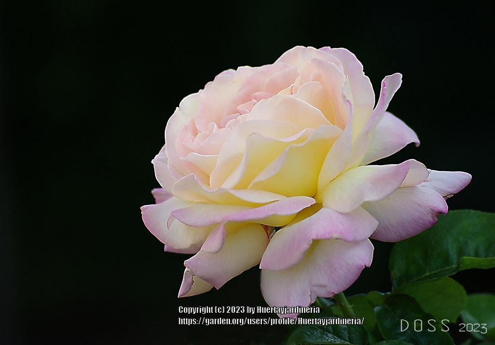 Photo of Hybrid Tea Rose (Rosa 'Peace') uploaded by Huertayjardineria