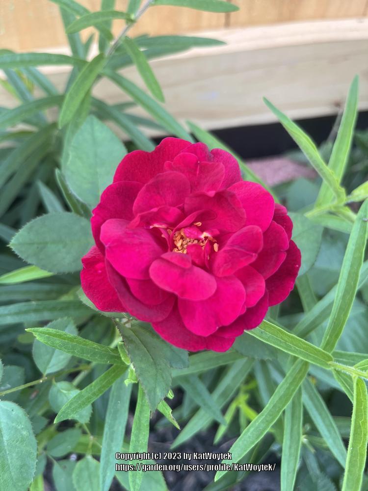 Photo of English Shrub Rose (Rosa 'Darcey Bussell') uploaded by KatWoytek