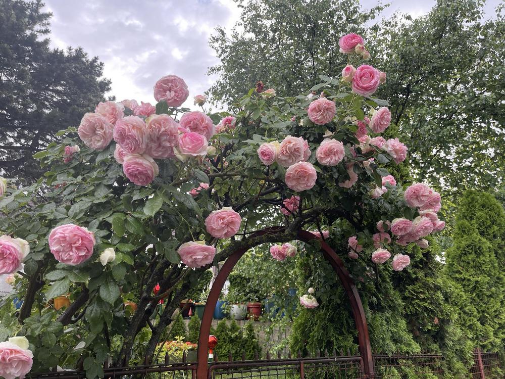Photo of Rose (Rosa 'Pierre de Ronsard') uploaded by MargitVienna
