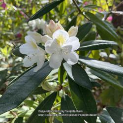 Location: Southern Maine
Date: 2021-06-08
Very pretty rhododendron for a woodland garden.