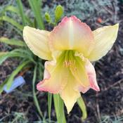 Early morning after a hard rain. This is the first bloom with the