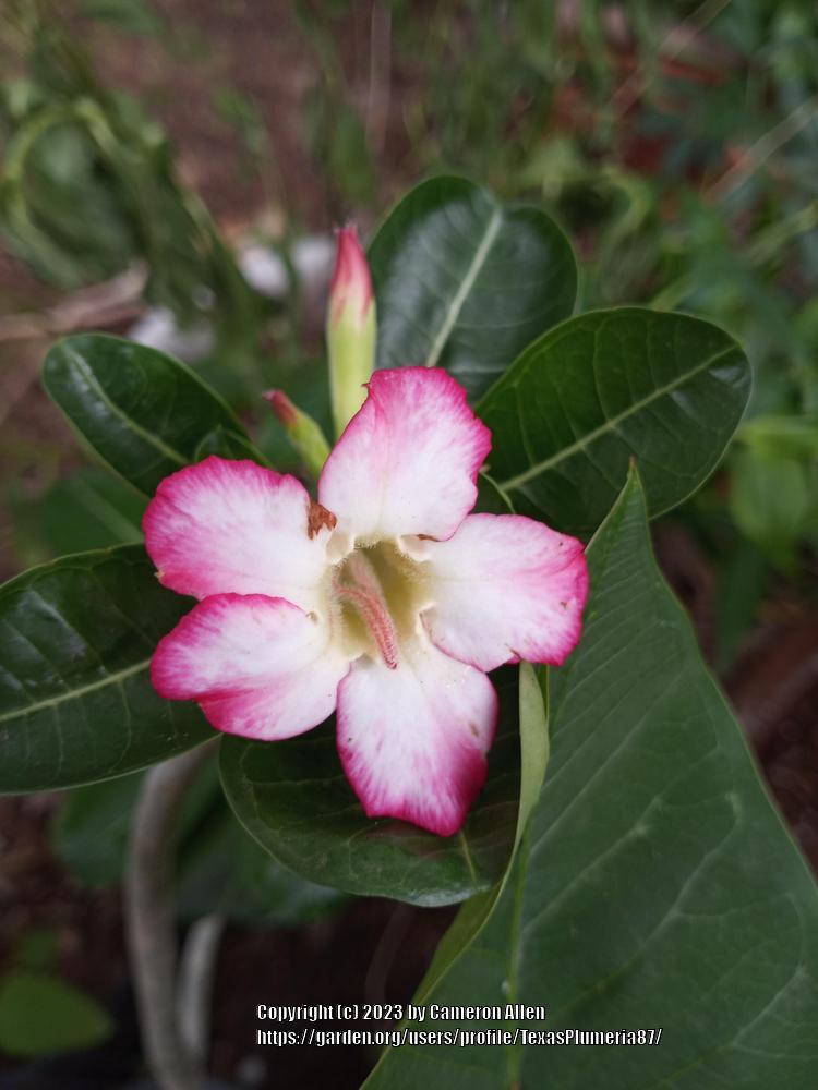 Photo of Desert Rose (Adenium obesum) uploaded by TexasPlumeria87