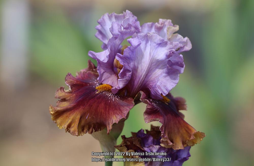 Photo of Tall Bearded Iris (Iris 'Rum is the Reason') uploaded by Valery33