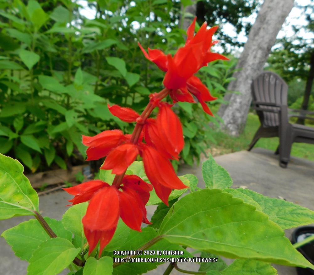 Photo of Salvia (Salvia splendens 'Faye Chappell') uploaded by wildflowers