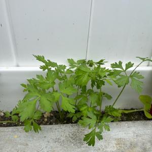 Young plant grown from seed