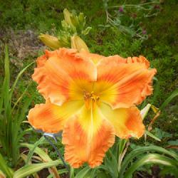 Location: Ohio
Date: 2022-07-08
Flower is very bright and very large.