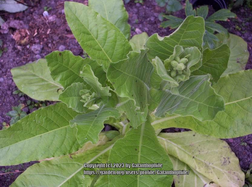 Photo of Woodland Tobacco (Nicotiana sylvestris) uploaded by Galanthophile