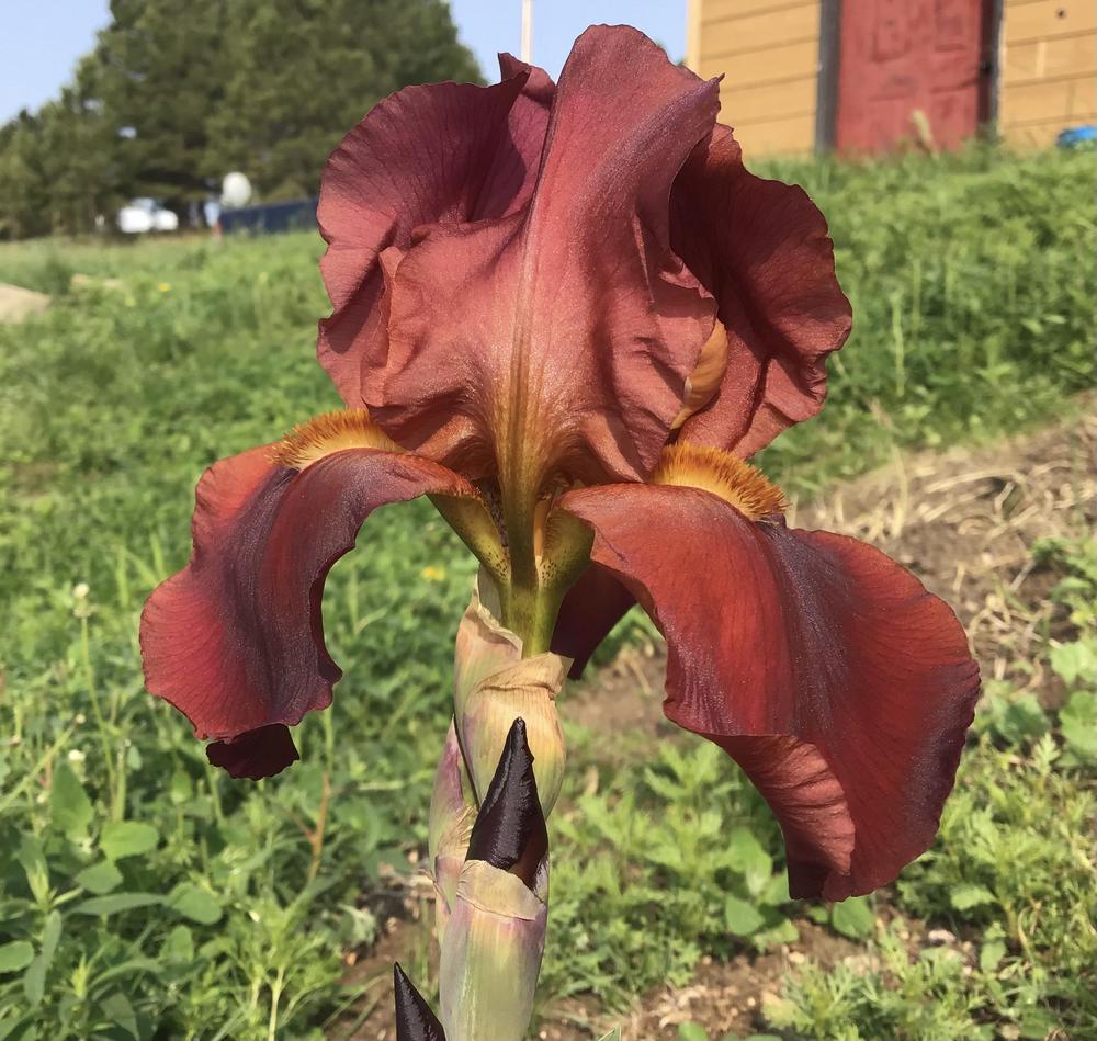 Photo of Tall Bearded Iris (Iris 'Raptor Red') uploaded by Johannian