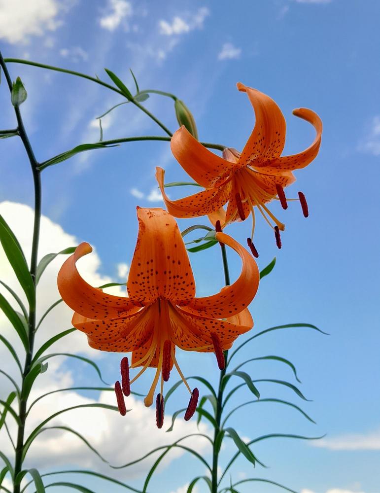 Photo of Lily (Lilium davidii) uploaded by Lucius93