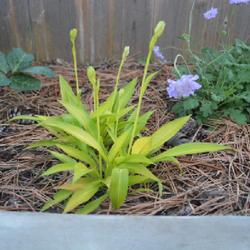 Location: in my shade garden
Date: 2023-06-12
'Wiggles and Squiggles' Hosta