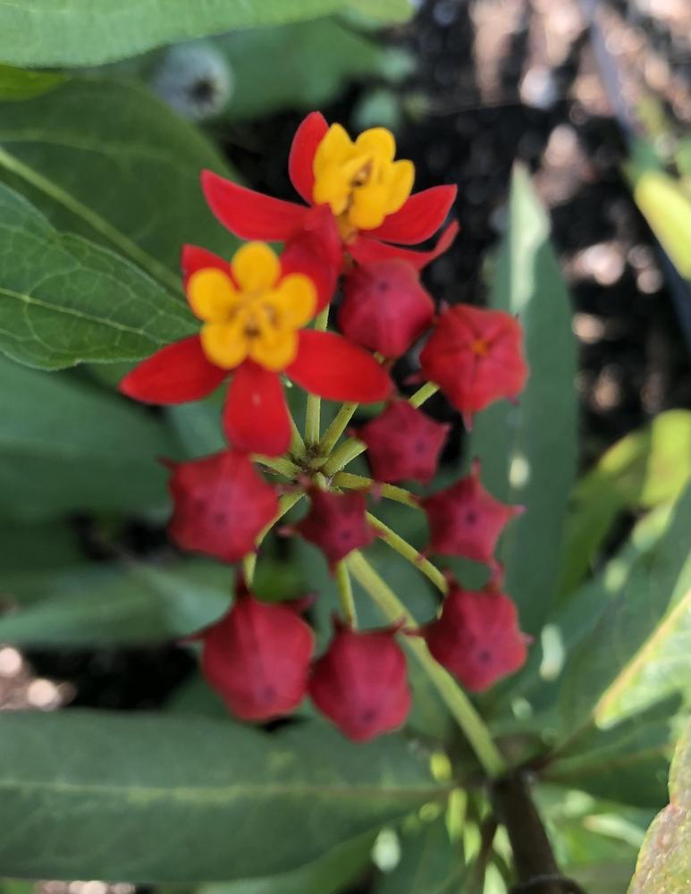 Photo of Mexican Milkweed (Asclepias curassavica 'Silky Deep Red') uploaded by poisondartfrog