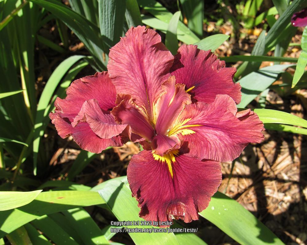 Photo of Louisiana Iris (Iris 'Surprise Caller') uploaded by Lestv