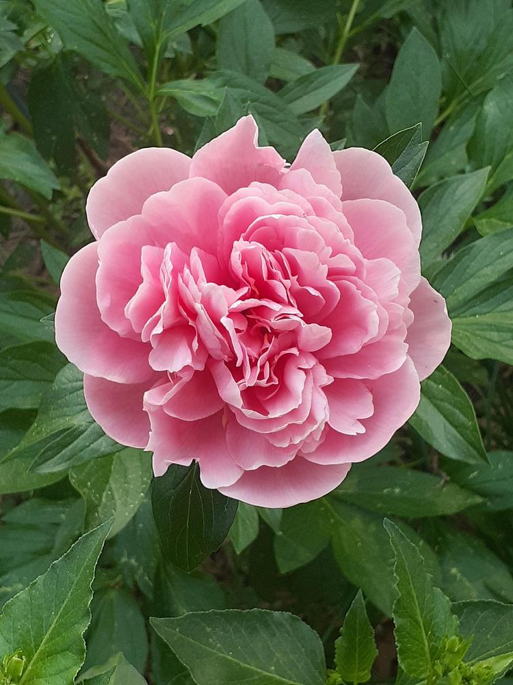Photo of Garden Peony (Paeonia 'Etched Salmon') uploaded by MNdigger