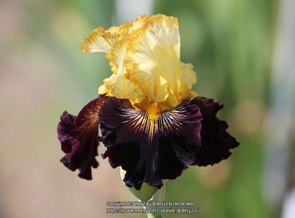 Photo of Tall Bearded Iris (Iris 'Reckless Abandon') uploaded by Valery33