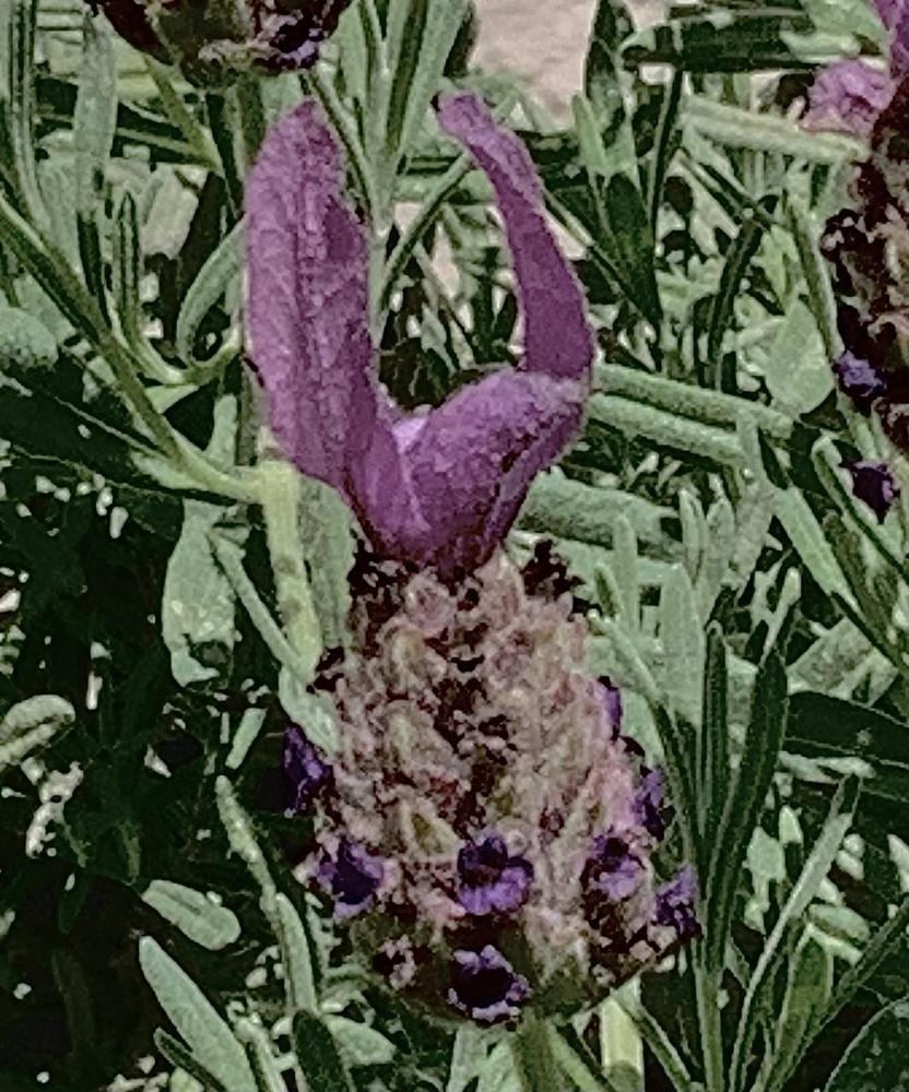 Photo of Spanish Lavender (Lavandula stoechas) uploaded by bumplbea