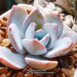 Location: Oceanside, California 
Fingers crossed I don't kill this one! I love echeveria especiall