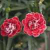Super Trouper Red+White Dianthus
