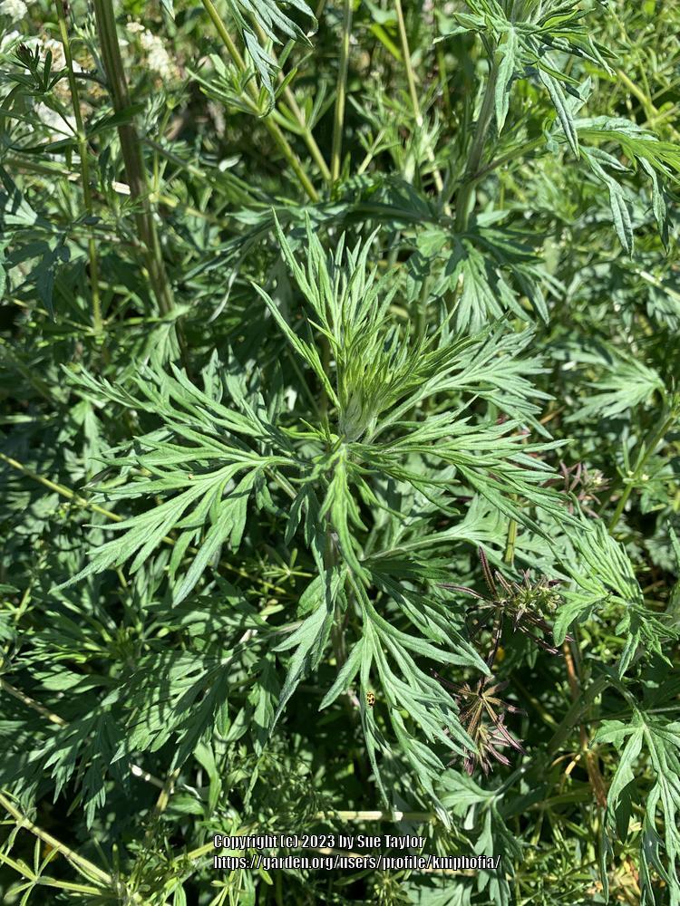 Photo of Mugwort (Artemisia vulgaris) uploaded by kniphofia